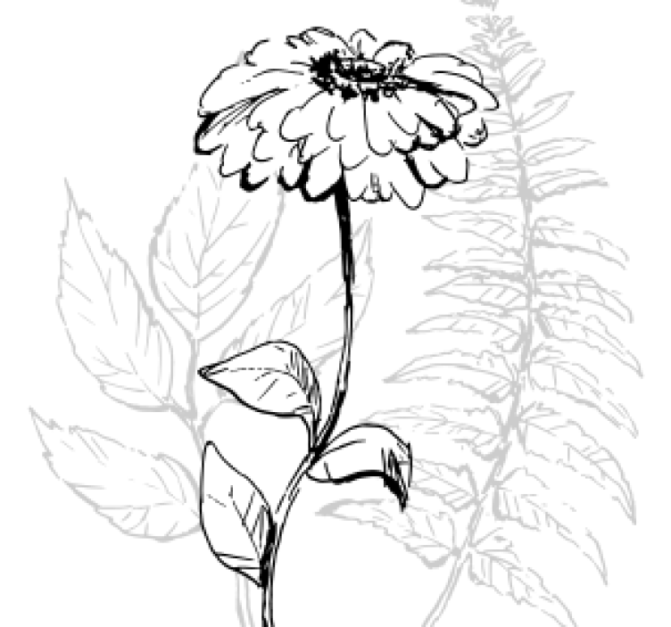 Coasters botanical line art design - TenStickers