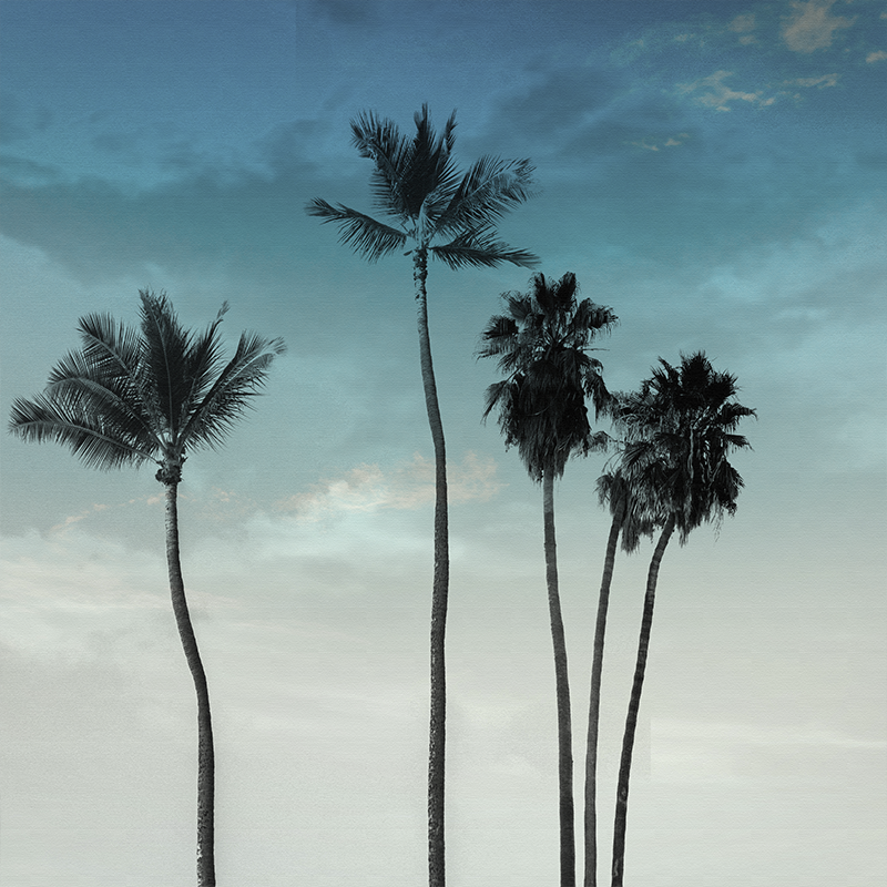 Living room poster featuring five tall palm trees - TenStickers