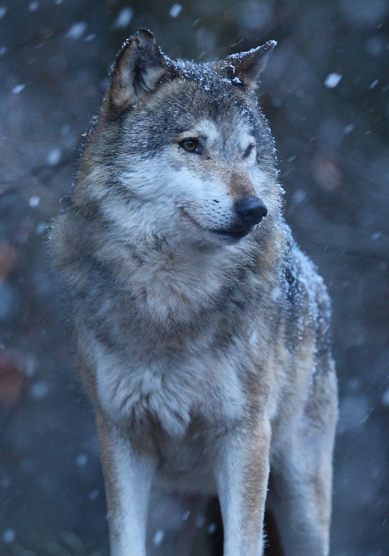 Wolf in the snow animal poster - TenStickers