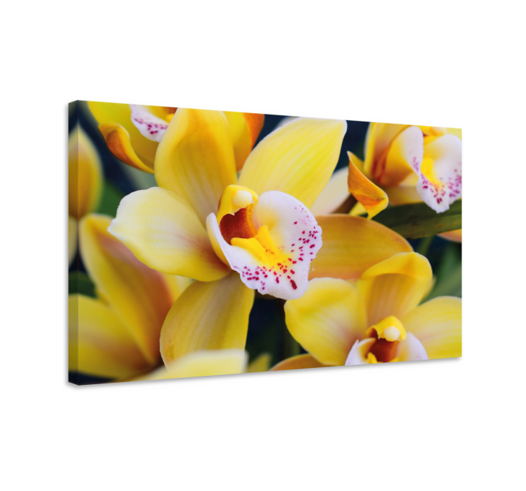 Flowers canvas vibrant orchid blooms - TenStickers