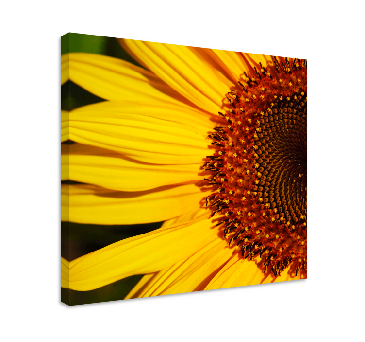 SUNFLOWER PETALS DETAIL Flowers  canvas - TenStickers