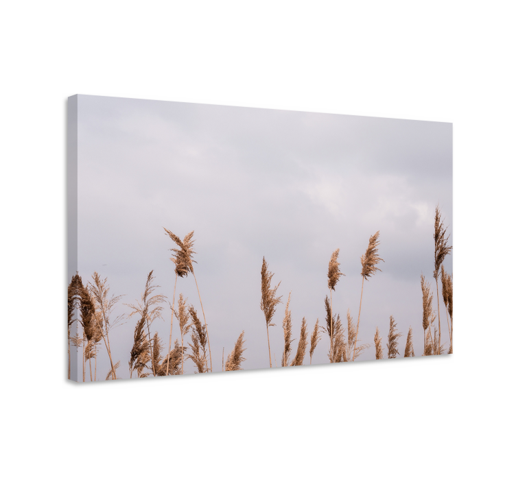 Pampas grass foggy view Plant canvas prints - TenStickers