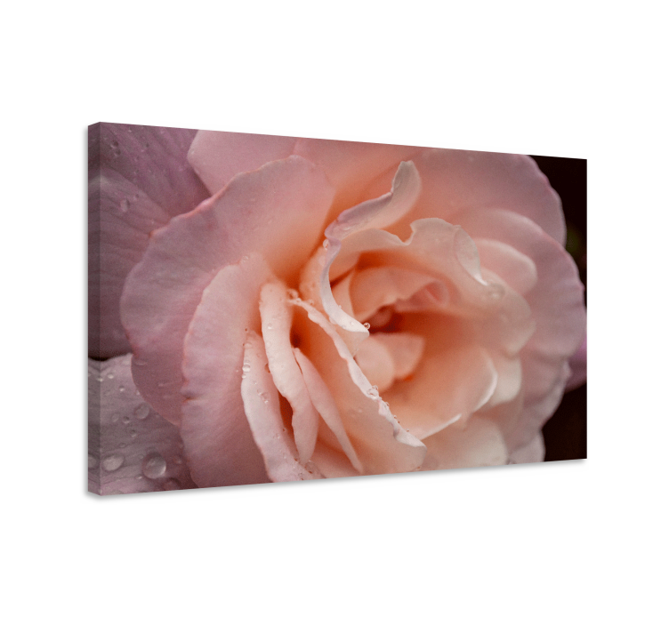 Flowers canvas delicate rose bloom - TenStickers