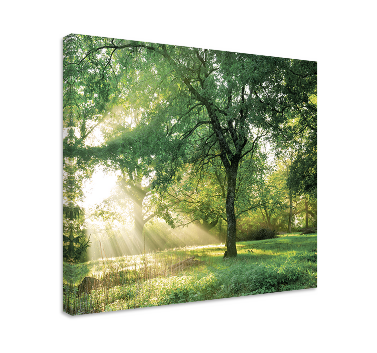 Nature greenish morning forest Tree wall canvas - TenStickers