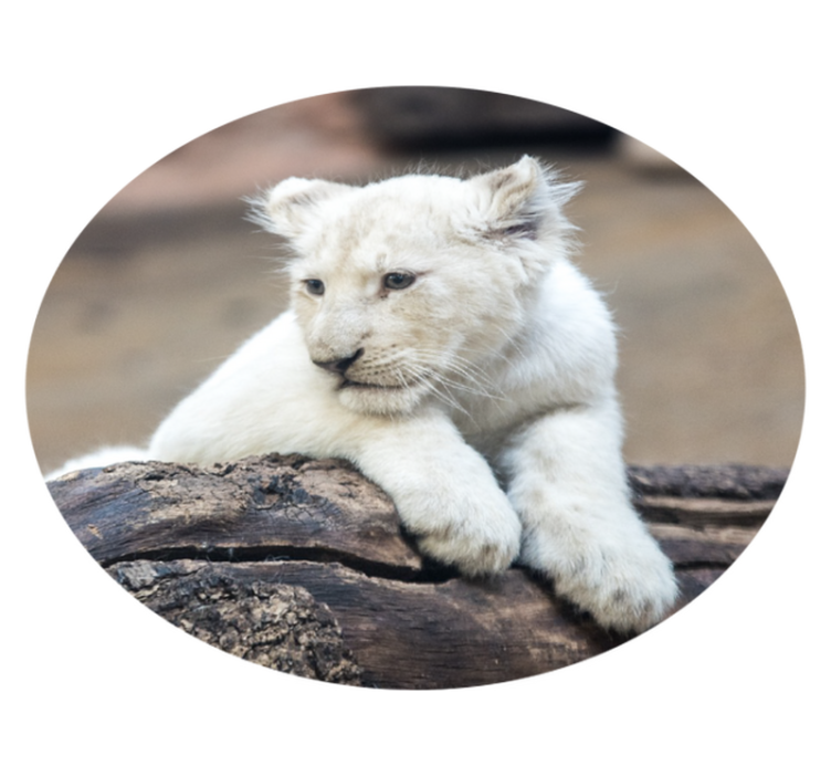 White lion cub animal vinyl rug - TenStickers