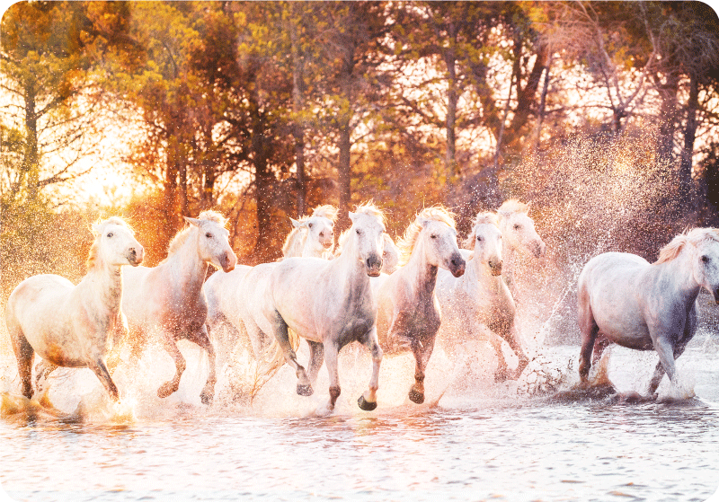 Wild horses warm sunset view animal vinyl rug - TenStickers