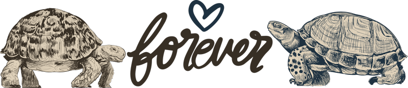 Turtles forever animal vinyl rug - TenStickers