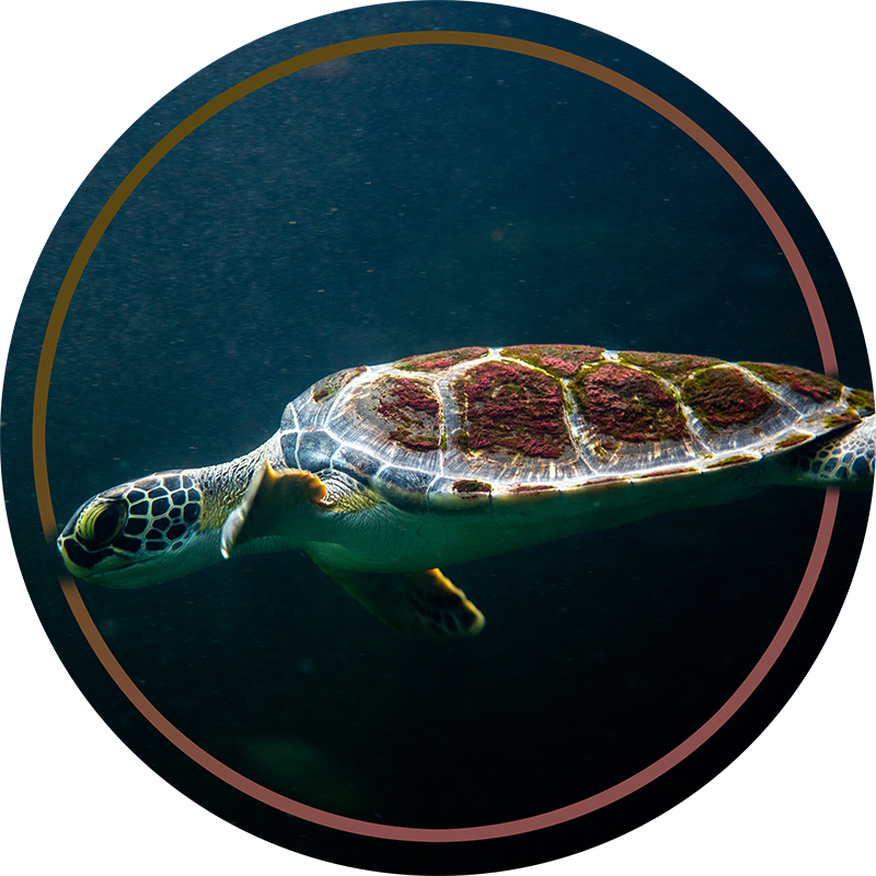 Sea Turtle Circle animal vinyl rug - TenStickers
