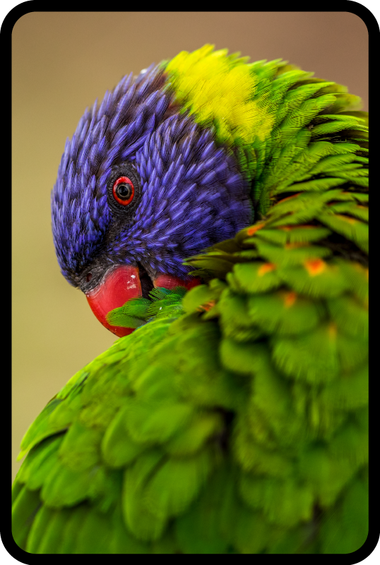 Colorful parrot portrait animal vinyl rug - TenStickers