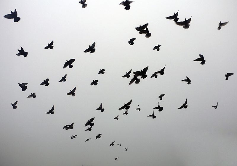 Flying Birds Pattern kids vinyl rug - TenStickers