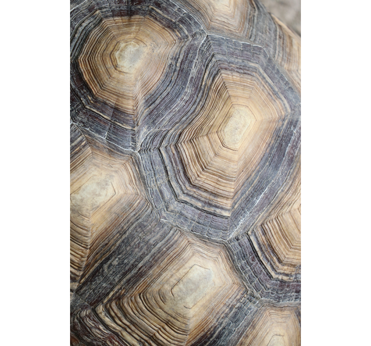 Living area wallpaper turtle shell design - TenStickers