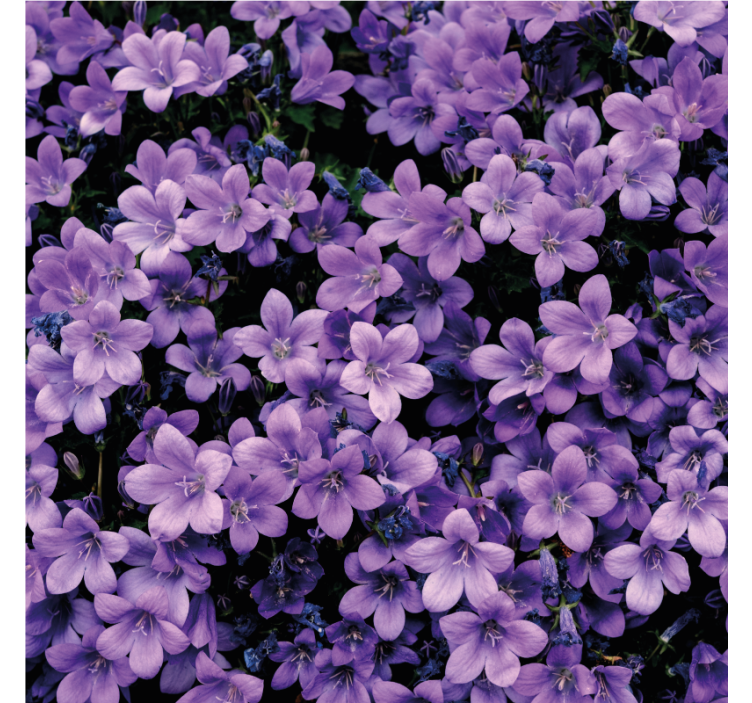 Flowers wallpaper vague purple blooms - TenStickers